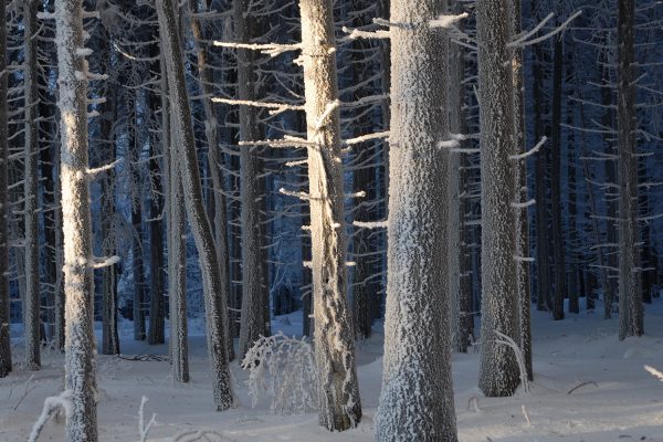 Am Hermannsberg . Thüringer Wald . 2006 (Foto: Manuela Hahnebach)