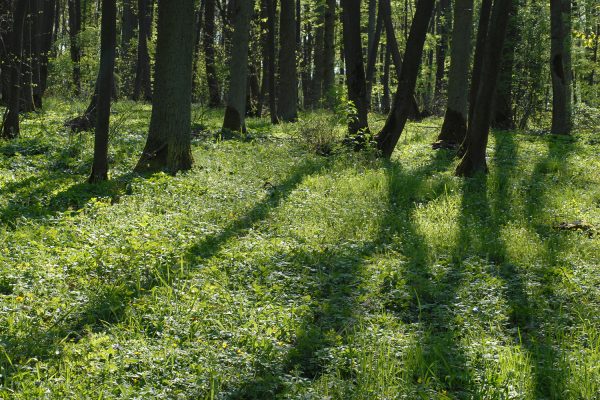 Frühlingswald . bei Bad Königshofen . Franken . 2007 (Foto: Manuela Hahnebach)