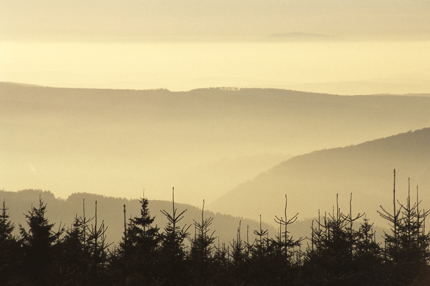 Landschaft . Am Rennsteig bei Goldlauter . Thüringen . 1995 (Foto: Andreas Kuhrt)