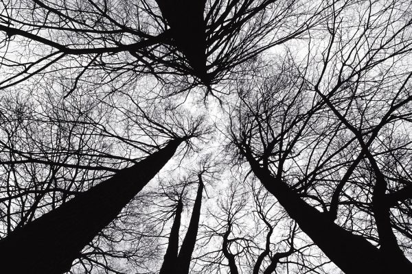 Bäume . am Friedhof Goldlauter . Thüringer Wald . 2003 (Foto: Manuela Hahnebach)
