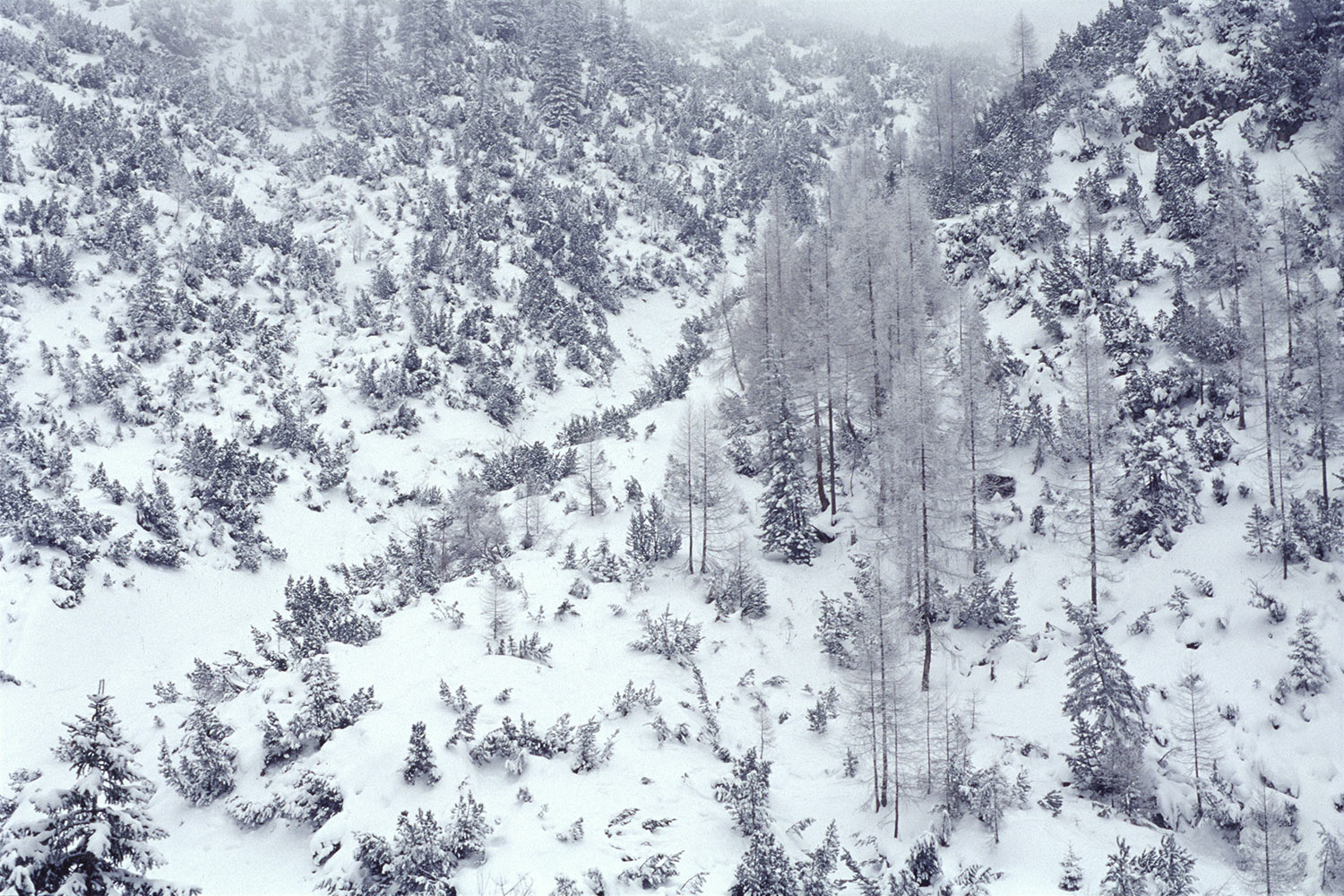 Schneereich . im Isartal . Karwendel . 2004 (Foto: Manuela Hahnebach)