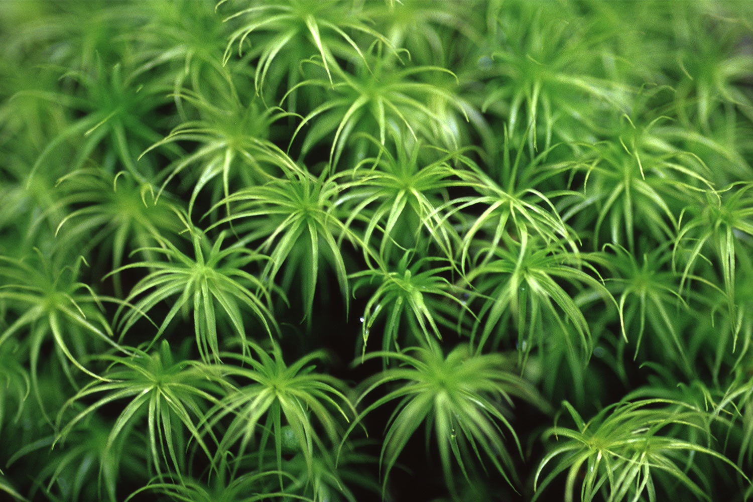 Moos . Torres del Paine . Patagonien . Chile . 2004 (Foto: Manuela Hahnebach)