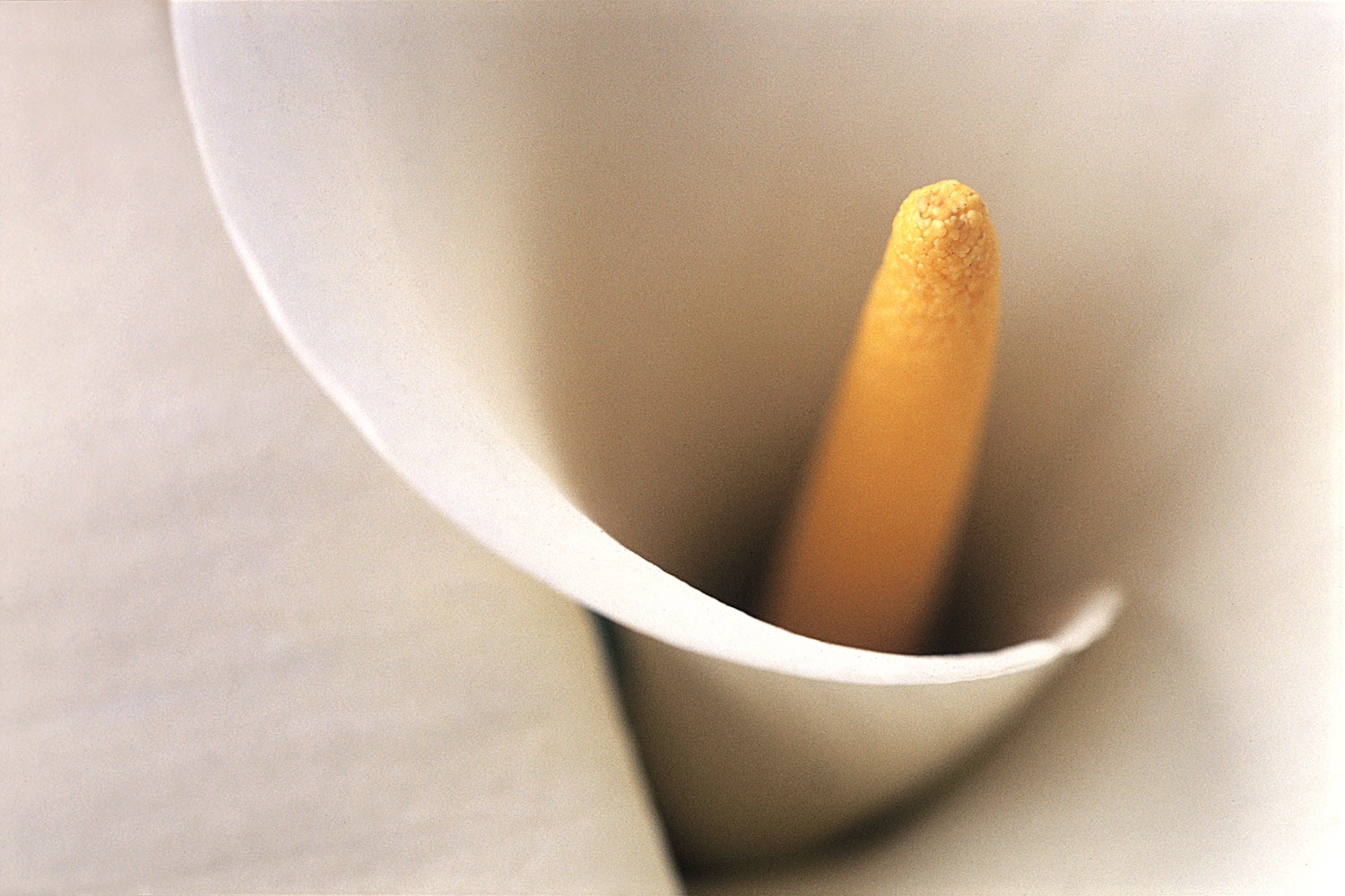 Calla . Osorno . Chile . 2004 (Foto: Andreas Kuhrt)