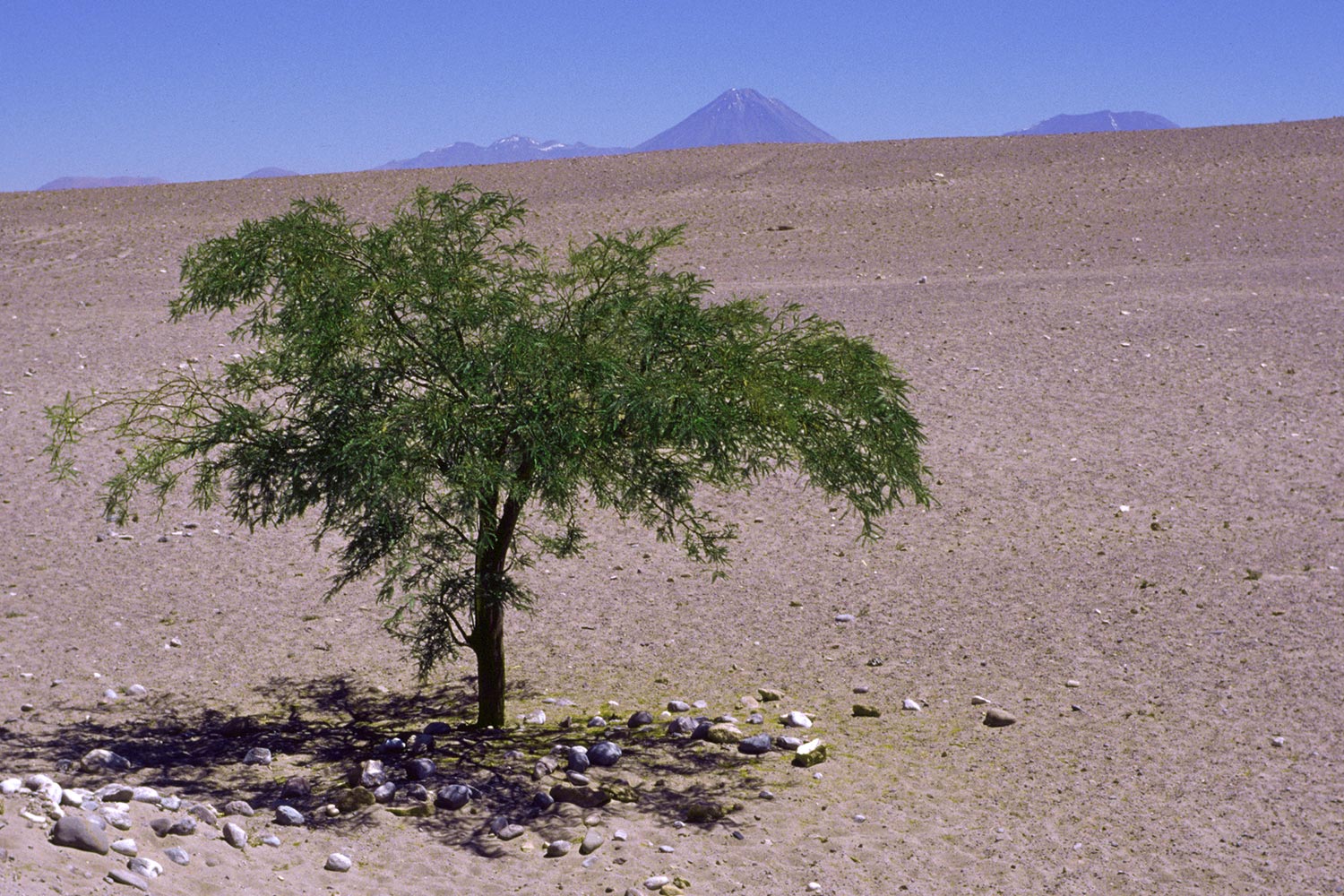 Oase . Atacama . Chile . 2004 (Foto: Andreas Kuhrt)
