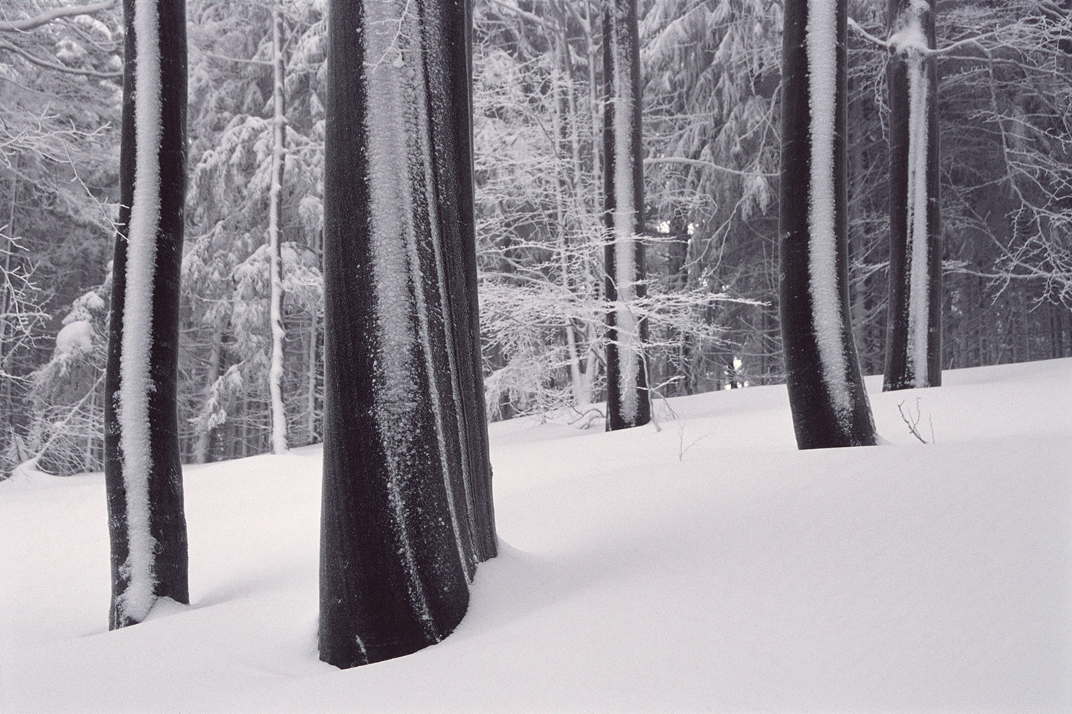 Schneereich . am Bärenfang . Thüringer Wald . 2005 (Foto: Andreas Kuhrt)