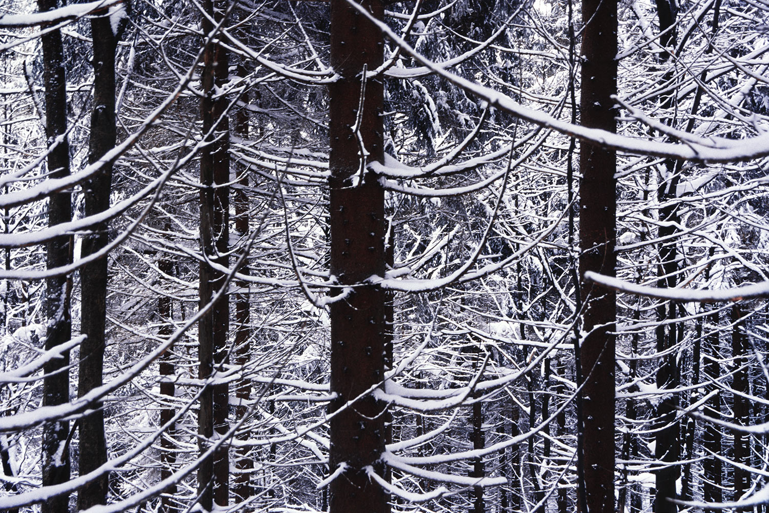 Schneefichten . am Bärenfang . Thüringer Wald . 2005 (Foto: Andreas Kuhrt)
