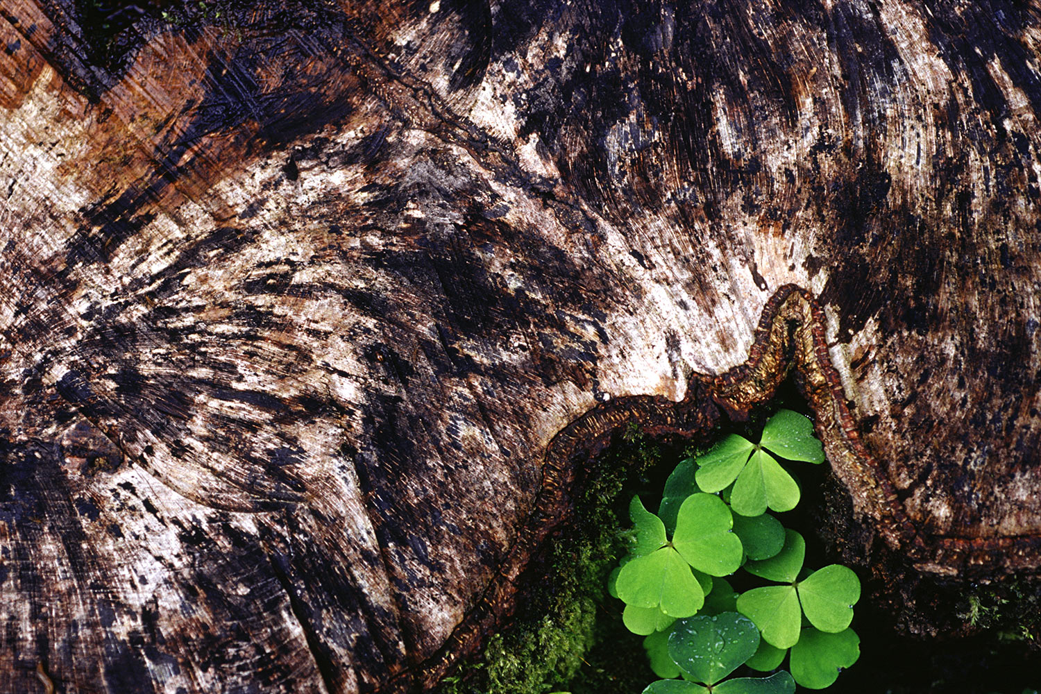 Kleestamm . im Heinrichsbachtal . bei Zella-Mehlis . Thüringer Wald . 2005 (Foto: Andreas Kuhrt)