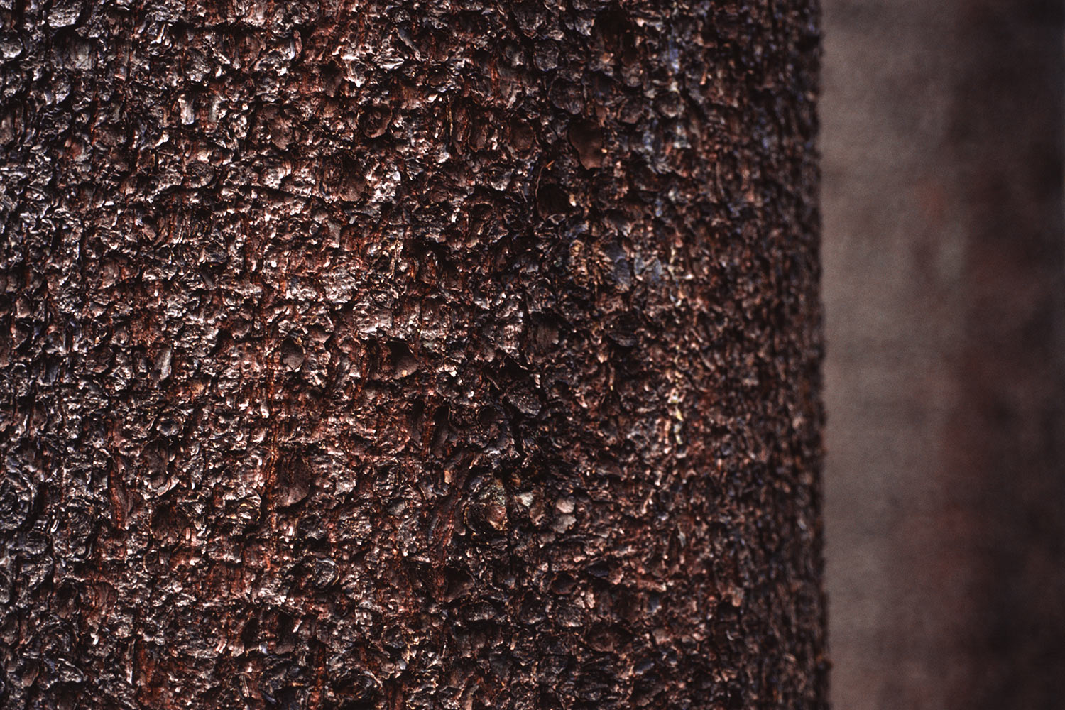 Fichtenstamm . im Aschental . bei Heidersbach . Thüringer Wald . 2005 (Foto: Andreas Kuhrt)