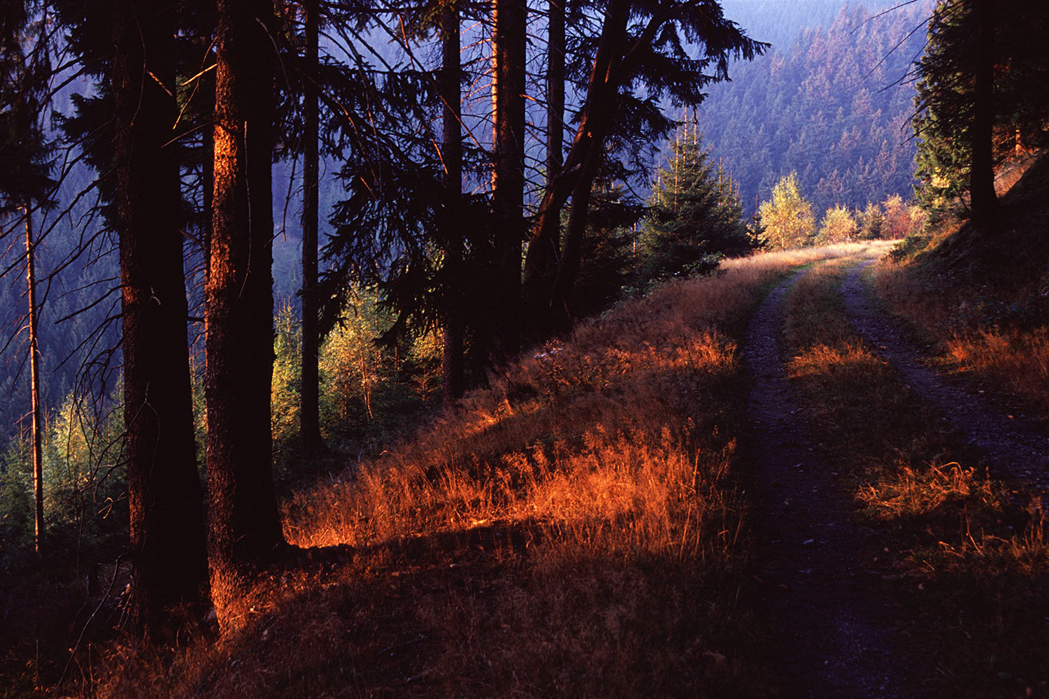 Waldweg . im Aschental . bei Heidersbach . Thüringer Wald . 2005 (Foto: Andreas Kuhrt)