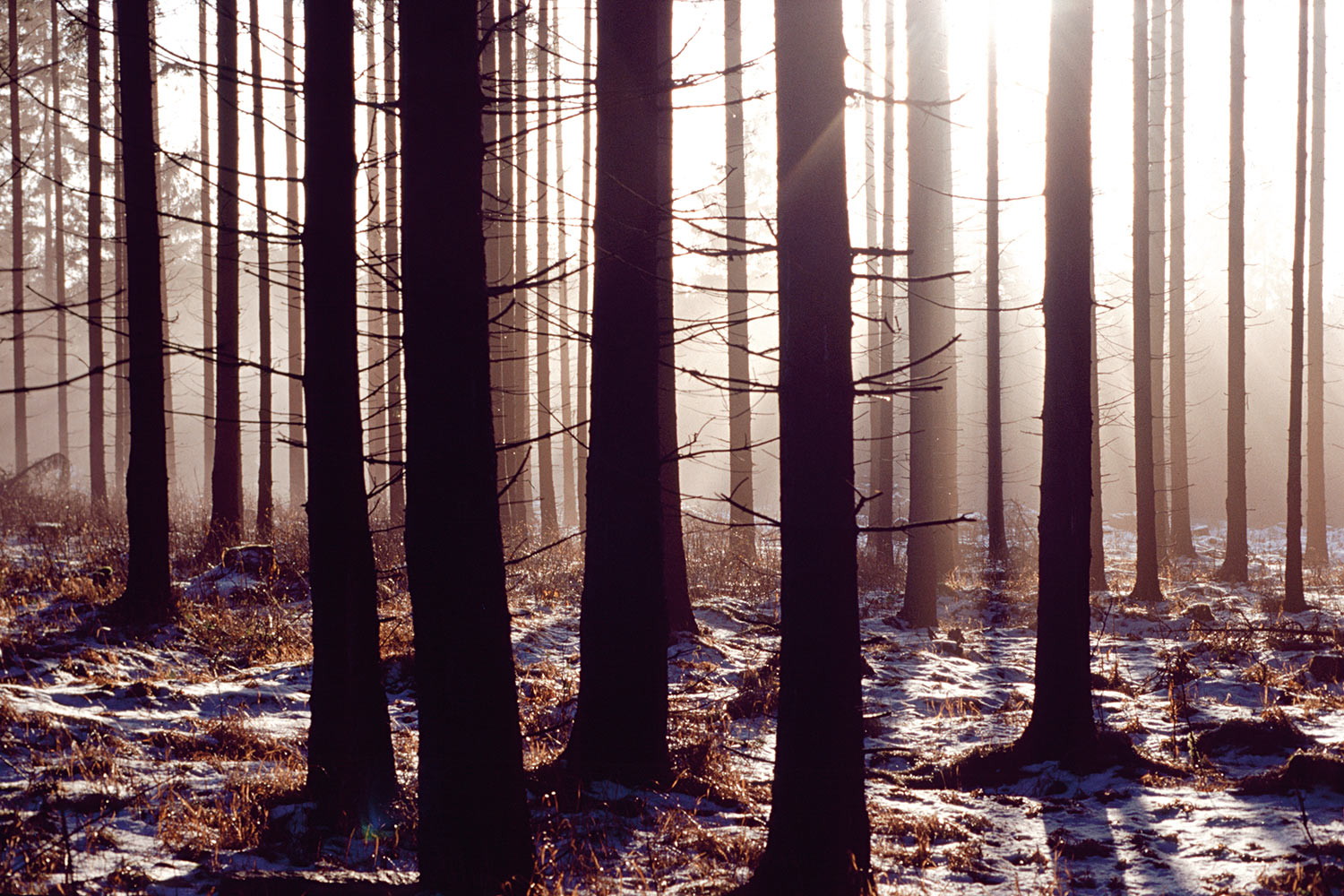Hochwald . bei Schierke . Harz . 2005 (Foto: Andreas Kuhrt)