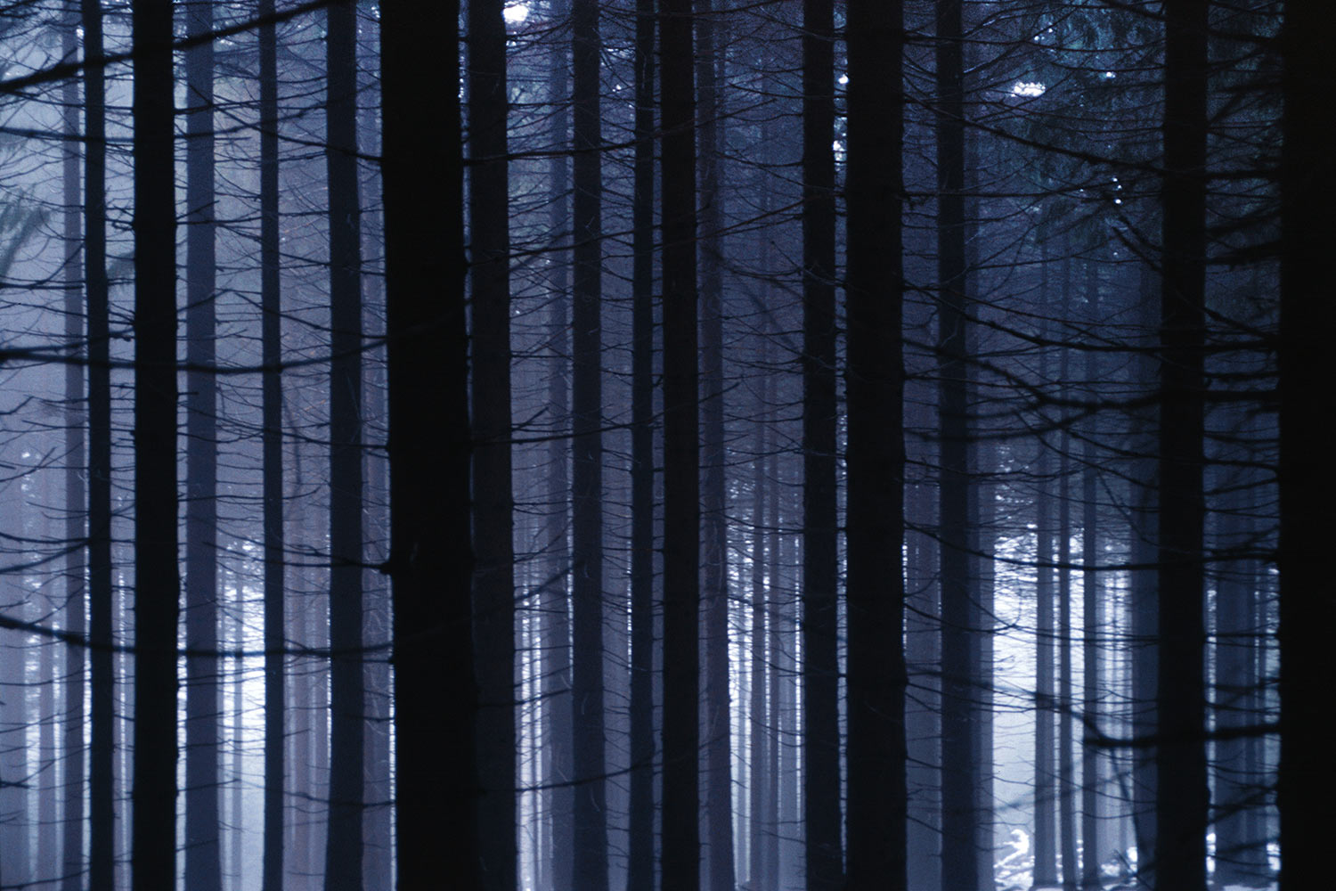 Hochwald . bei Schierke . Harz . 2005 (Foto: Andreas Kuhrt)