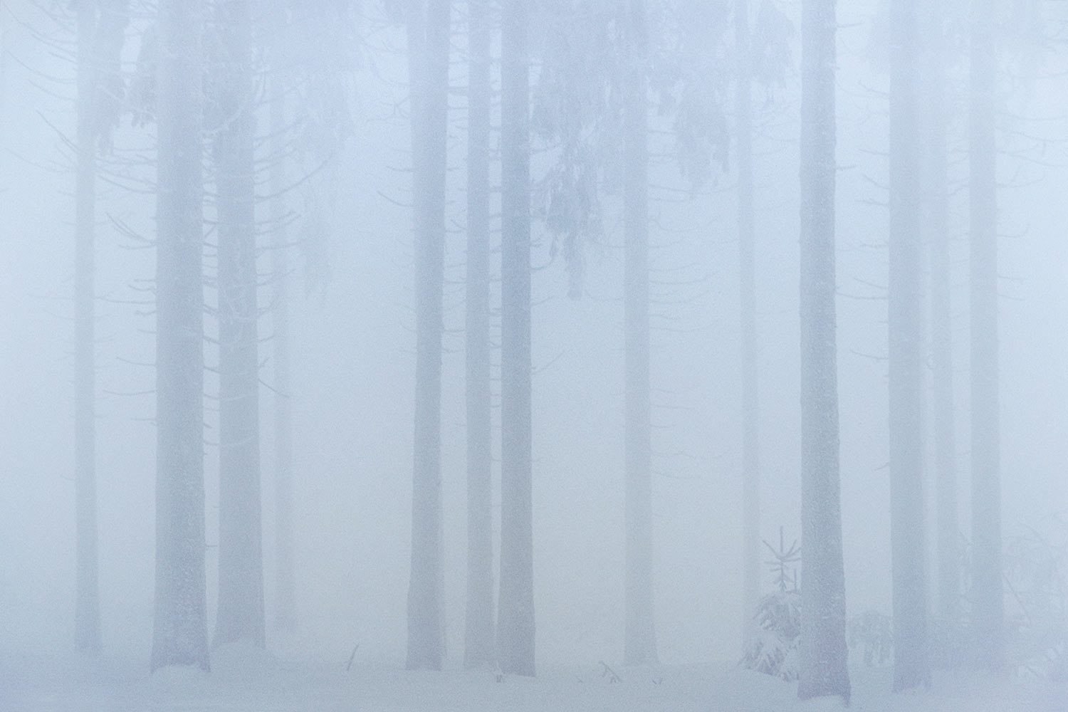Nebelwald . Zellaer Leube . Thüringer Wald . 2006 (Foto: Andreas Kuhrt)