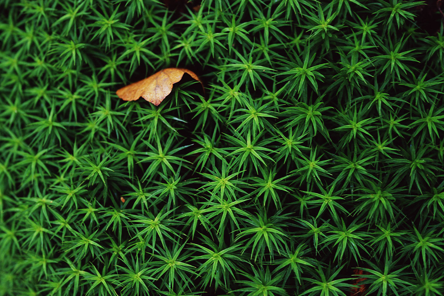 Moos . am Großen Hörselberg . Thüringen . 2006 (Foto: Andreas Kuhrt)