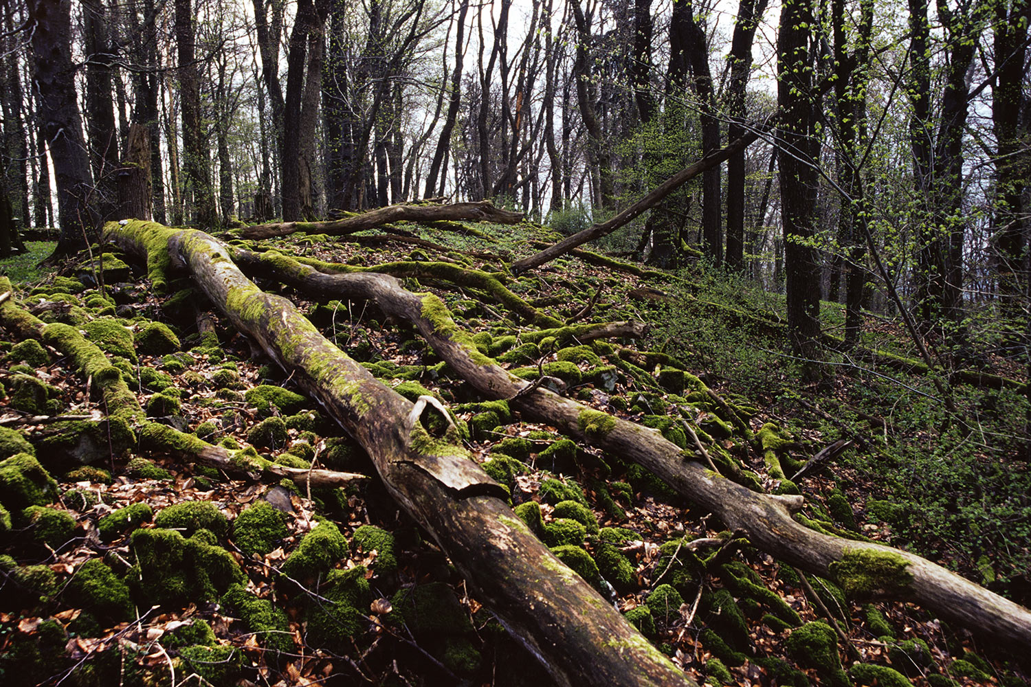 Am Kleinen Gleichberg . Thüringen . 2006 (Foto: Andreas Kuhrt)