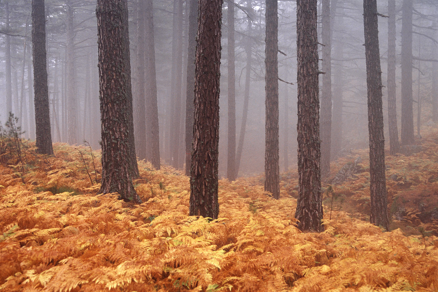 Farnwald . am Col de Bavella . Korsika . 2006 (Foto: Andreas Kuhrt)