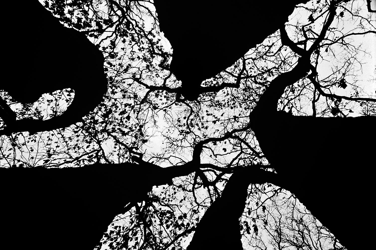 EinBaum . im Schlosspark Belvedere . Weimar . Thüringen . 2006 (Foto: Andreas Kuhrt)