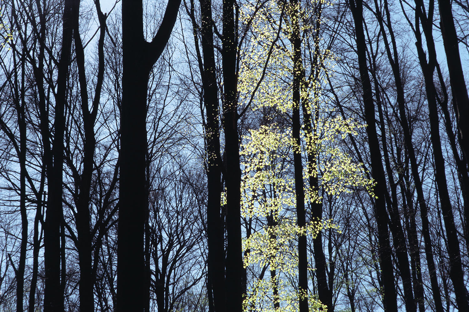 Frühlingswald . bei Vachdorf . Werratal . 2007 (Foto: Andreas Kuhrt)