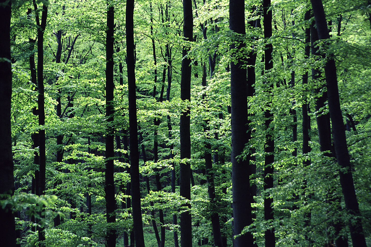 Frühlingswald . bei Sülzfeld . Werratal . 2007 (Foto: Andreas Kuhrt)