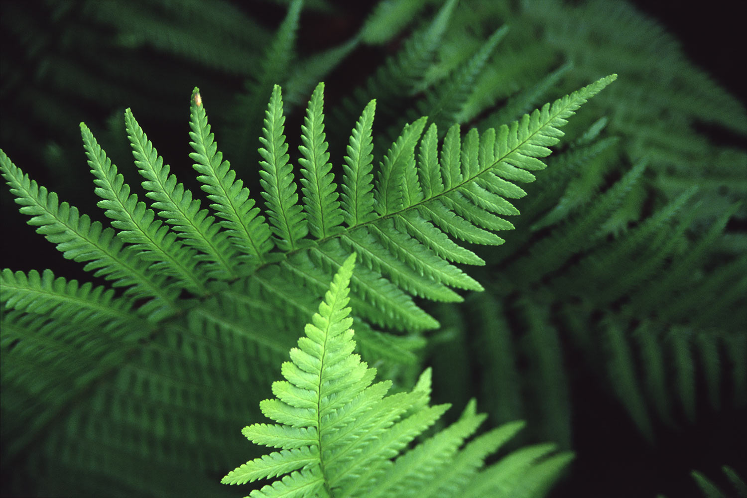 Farne . am Sehmar . bei Suhl . Thüringer Wald . 2007 (Foto: Andreas Kuhrt)