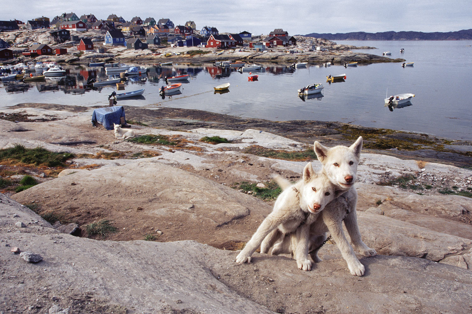 Zwei junge Hunde . Aasiaat . Grönland . 2009 (Foto: Andreas Kuhrt)