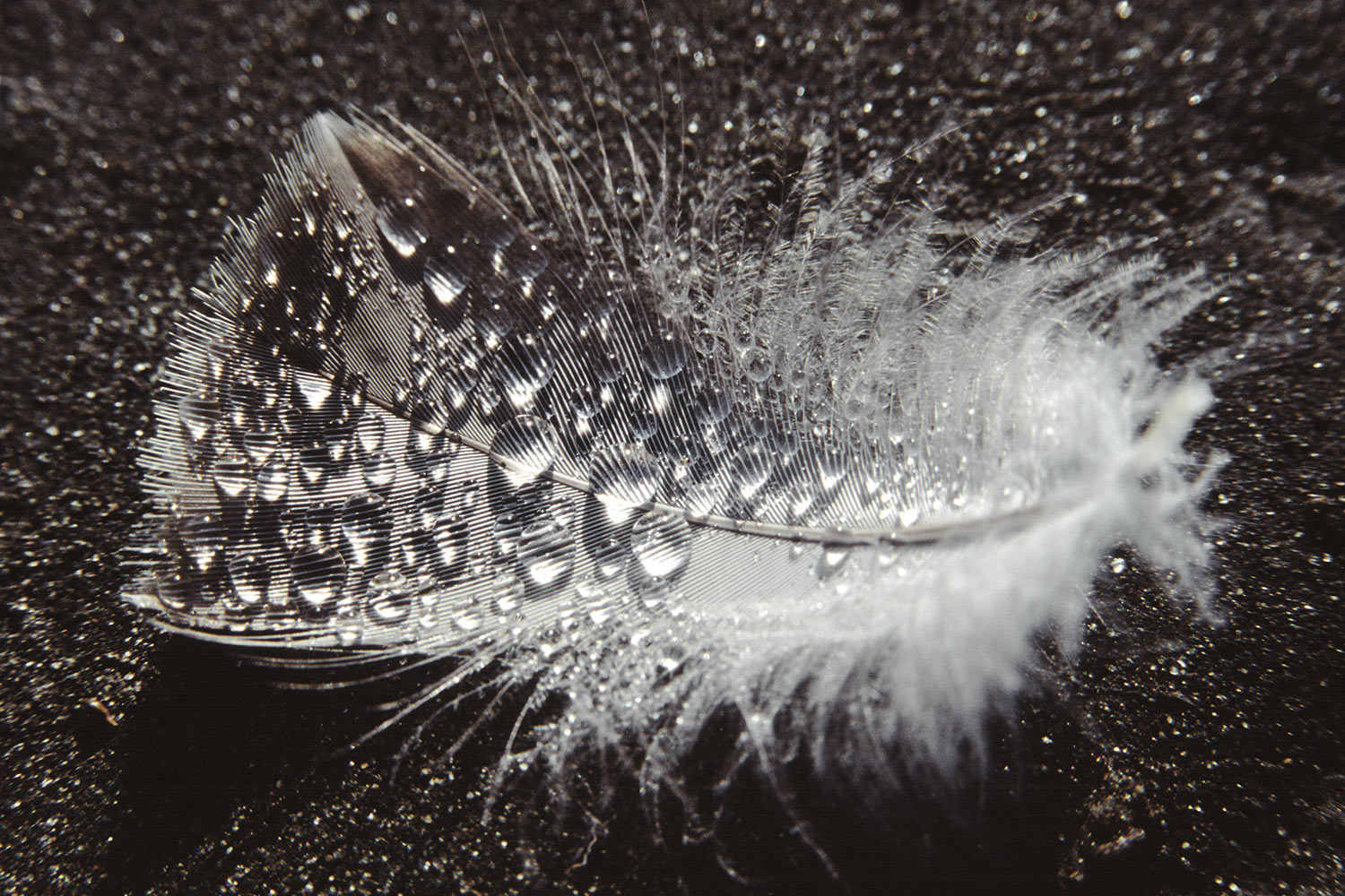 Feder . Saqqaqdalen . Nuussuaq . Grönland . 2009 (Foto: Andreas Kuhrt)