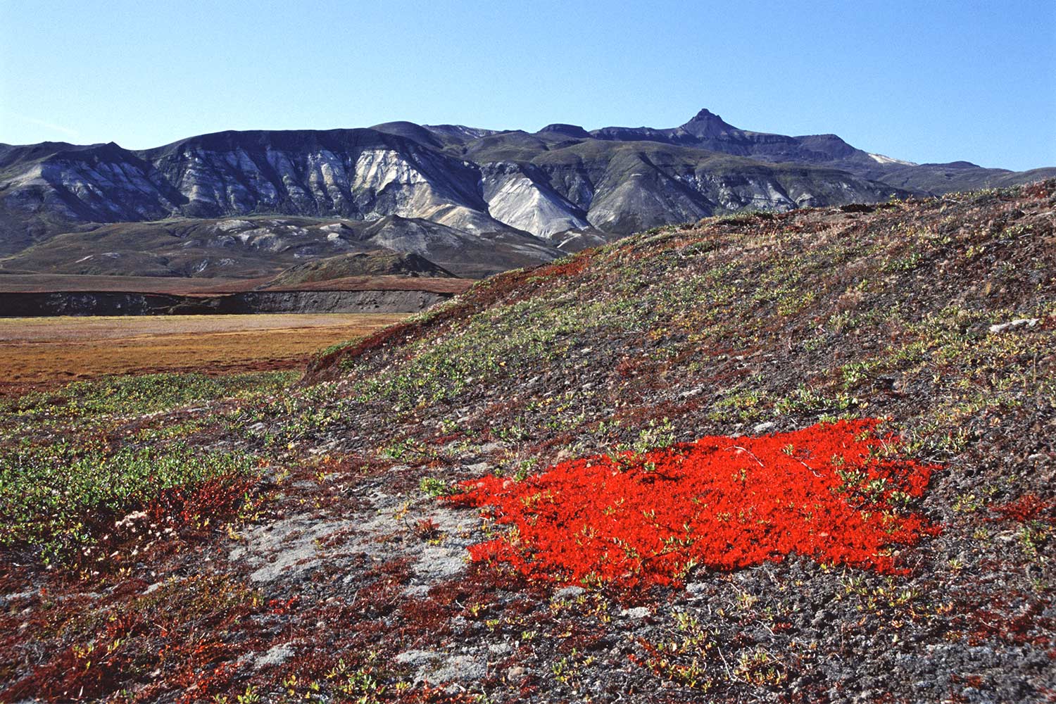 Herbstfleck . Saqqaqdalen . Nuussuaq . Grönland . 2009 (Foto: Manuela Hahnebach)