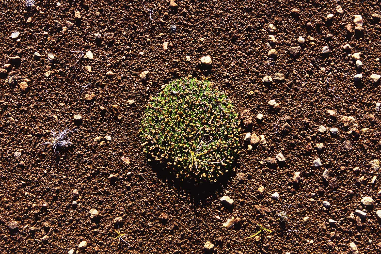 Polster im Basalt . Saqqaqdalen . Nuussuaq . Grönland . 2009 (Foto: Andreas Kuhrt)