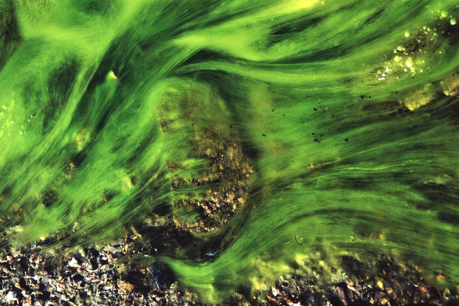 Algenschleier . Saqqaqdalen . Nuussuaq . Grönland . 2009 (Foto: Andreas Kuhrt)