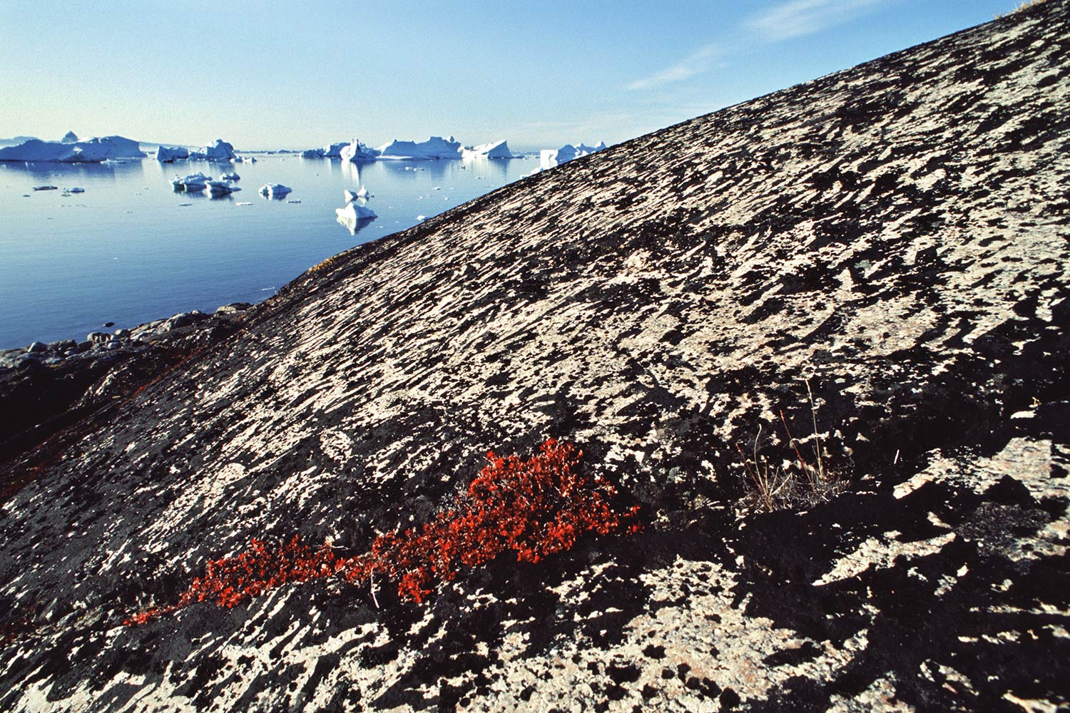 Flechten-Fels . Saqqaq . Nuussuaq . Grönland . 2009 (Foto: Andreas Kuhrt)