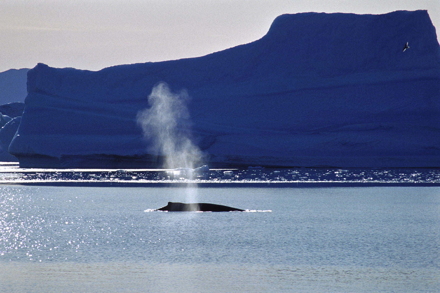 Buckelwal . Saqqaq . Nuussuaq . Grönland . 2009 (Foto: Manuela Hahnebach)