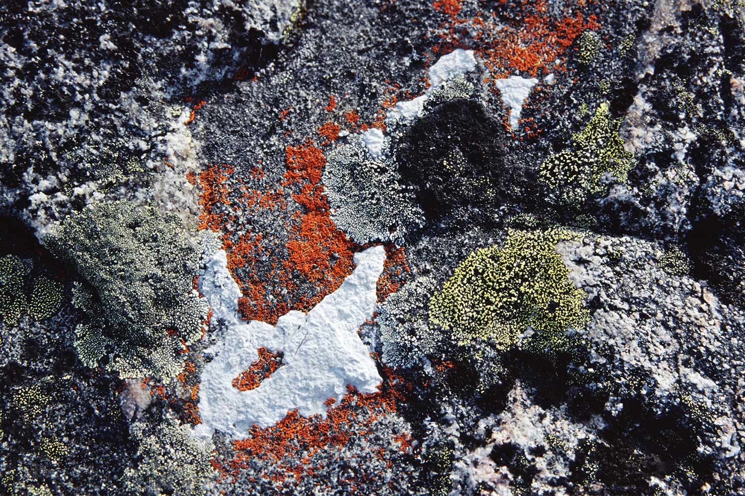 Flechten . Ilulissat . Grönland . 2009 (Foto: Andreas Kuhrt)