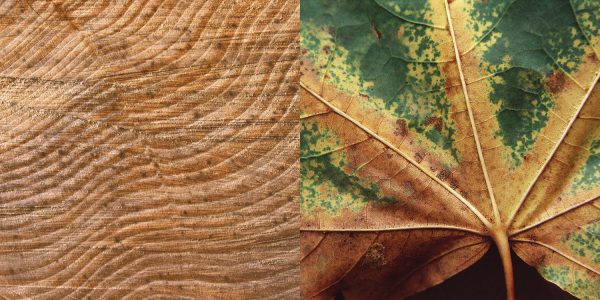 WaldStücke: Holz-Blatt . Fotoausstellung Fotoclub Kontrast . Rimbach-Buchhandlung Suhl 2010 (Fotos: Andreas Kuhrt)