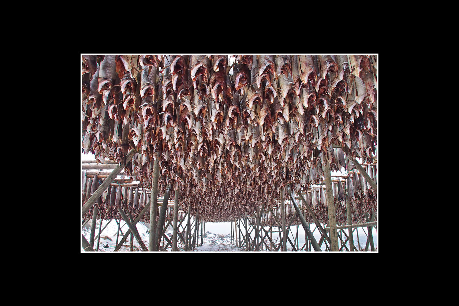 Fischreich in Hamnoey (Foto: Andreas Kuhrt). Fotoausstellung Istanbulofoten . Landratsamt Hildburghausen . 2013