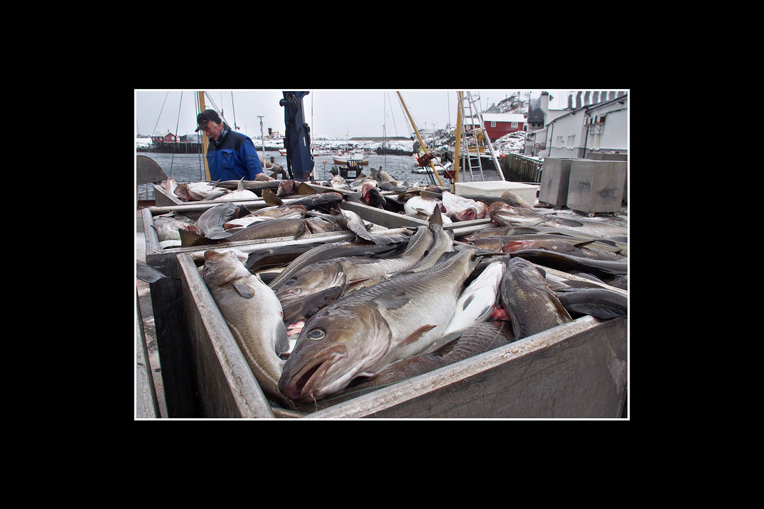 Fang des Tages in Hamnoey (Foto: Andreas Kuhrt). Fotoausstellung Istanbulofoten . Landratsamt Hildburghausen . 2013