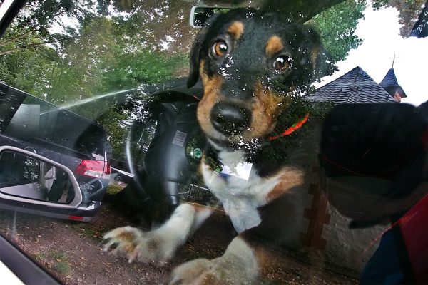 Wachhund an der Ottilie am Domberg Suhl . Südthüringentrail 2017 (Foto: Andreas Kuhrt)