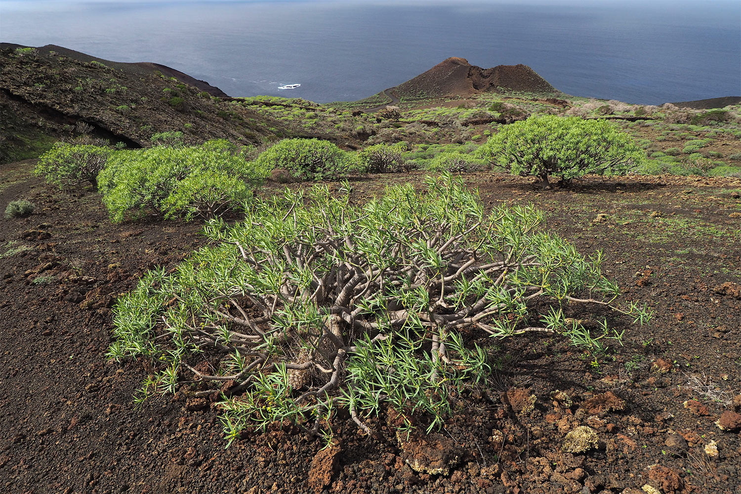 La Dehesa . El Hierro . Kanarische Inseln 2018 (Foto: Manuela Hahnebach)