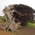El Hierros Wahrzeichen: Wacholderbaum La Sabina . El Hierro . Kanarische Inseln 2018 (Foto: Manuela Hahnebach)
