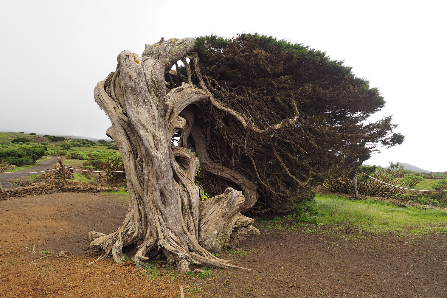 El Hierros Wahrzeichen: Wacholderbaum La Sabina . El Hierro . Kanarische Inseln 2018 (Foto: Manuela Hahnebach)