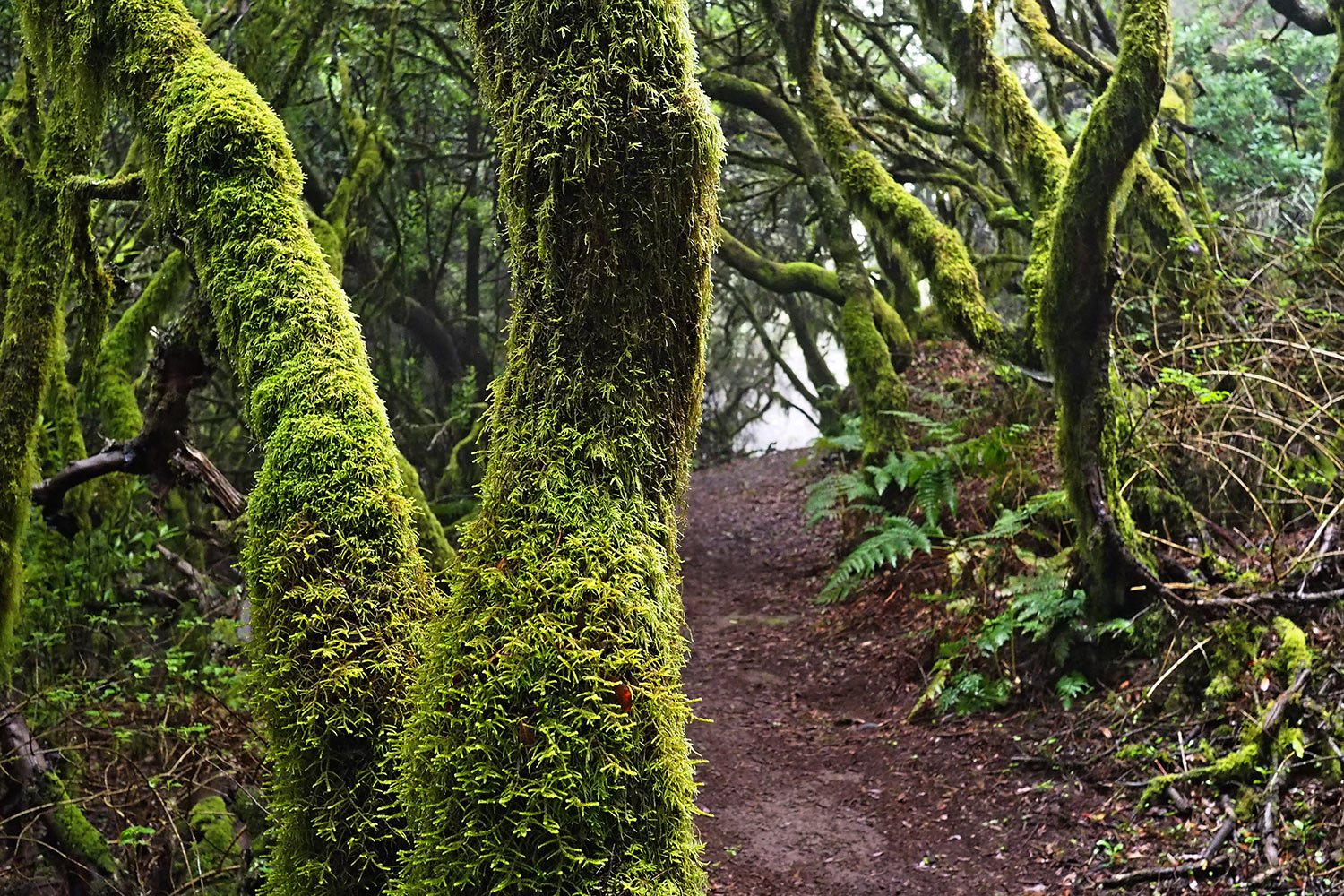 2018-11-kanarische-inseln-E0029619mh-el-hierro-la-llania-baumheide-wald Baumheidewald bei La Llanía . Kanarische Inseln 2018 (Foto: Manuela Hahnebach)