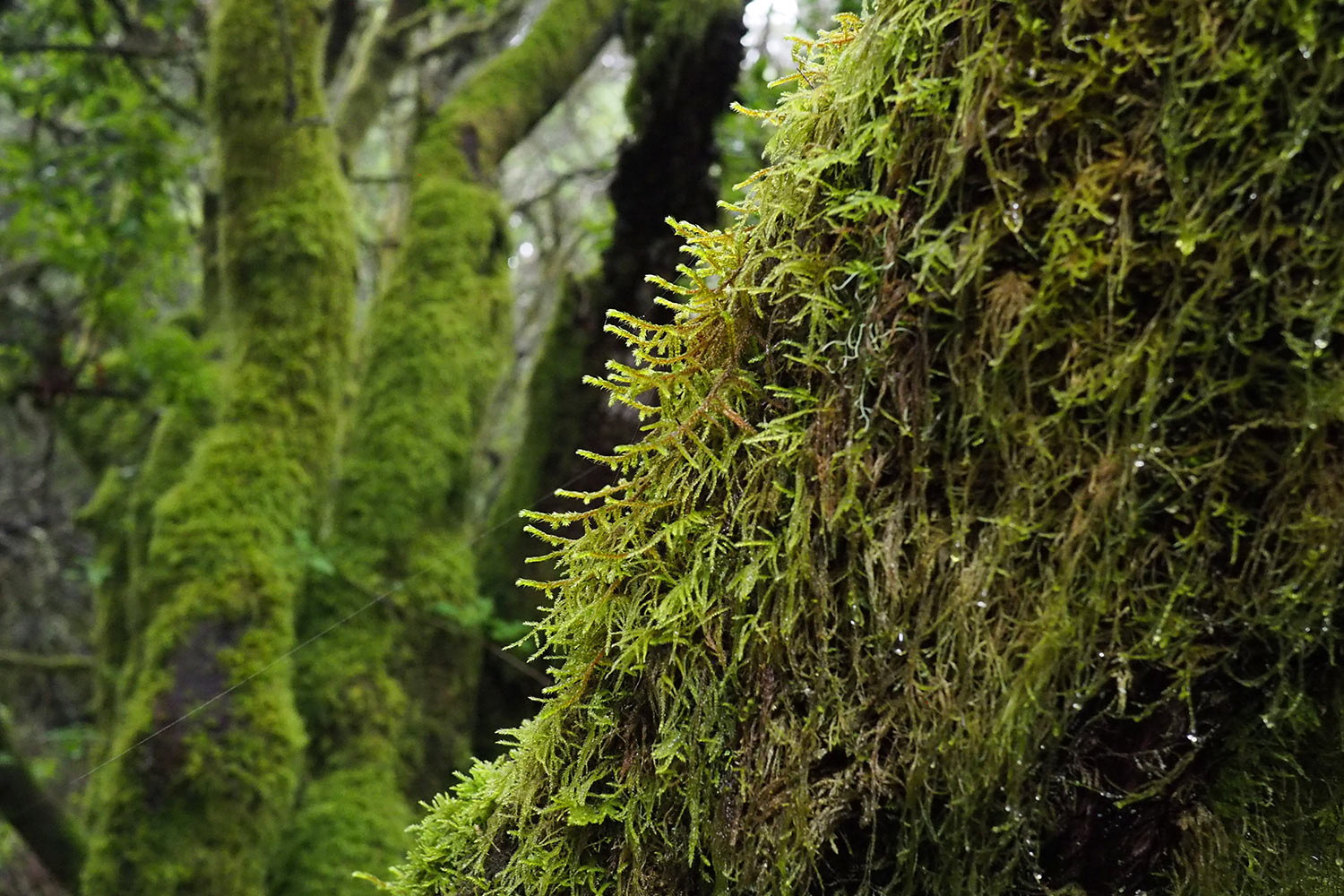 2018-11-kanarische-inseln-E0029630mh-el-hierro-la-llania-baumheide-moos Baumheidewald bei La Llanía . Kanarische Inseln 2018 (Foto: Manuela Hahnebach)