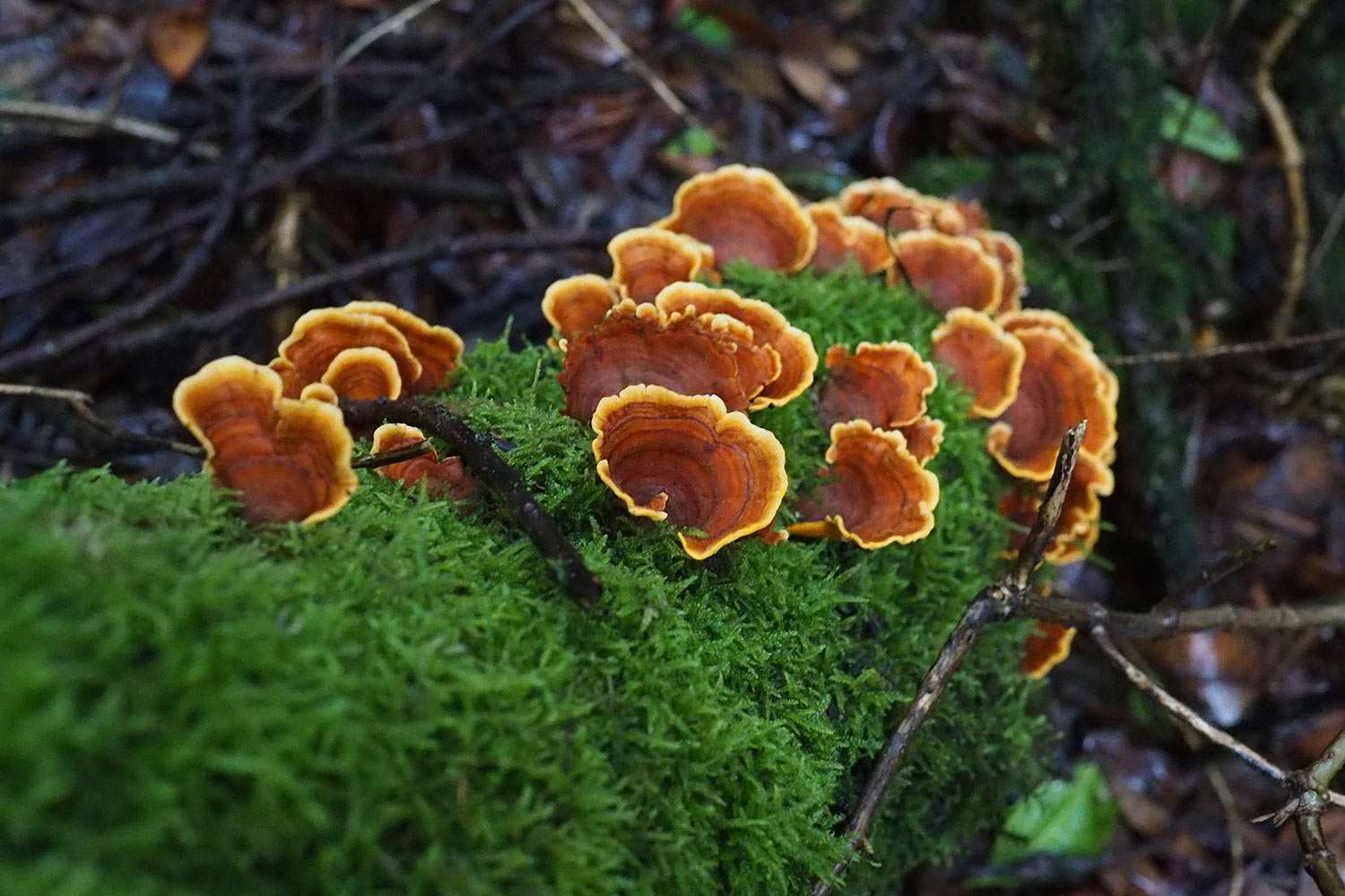 2018-11-kanarische-inseln-E0029634mh-el-hierro-la-llania-baumheide-baumpilze Baumpilze im Baumheidewald bei La Llanía . Kanarische Inseln 2018 (Foto: Manuela Hahnebach)