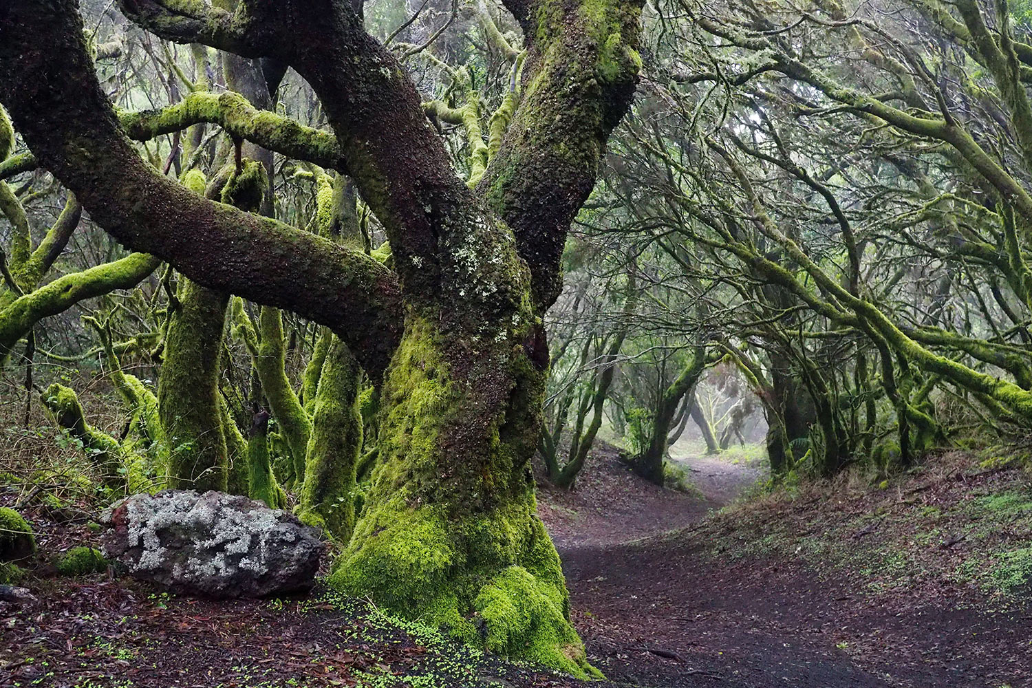 2018-11-kanarische-inseln-E0029646mh-el-hierro-la-llania-baumheide-wald Baumheidewald bei La Llanía . El Hierro . Kanarische Inseln 2018 (Foto: Manuela Hahnebach)