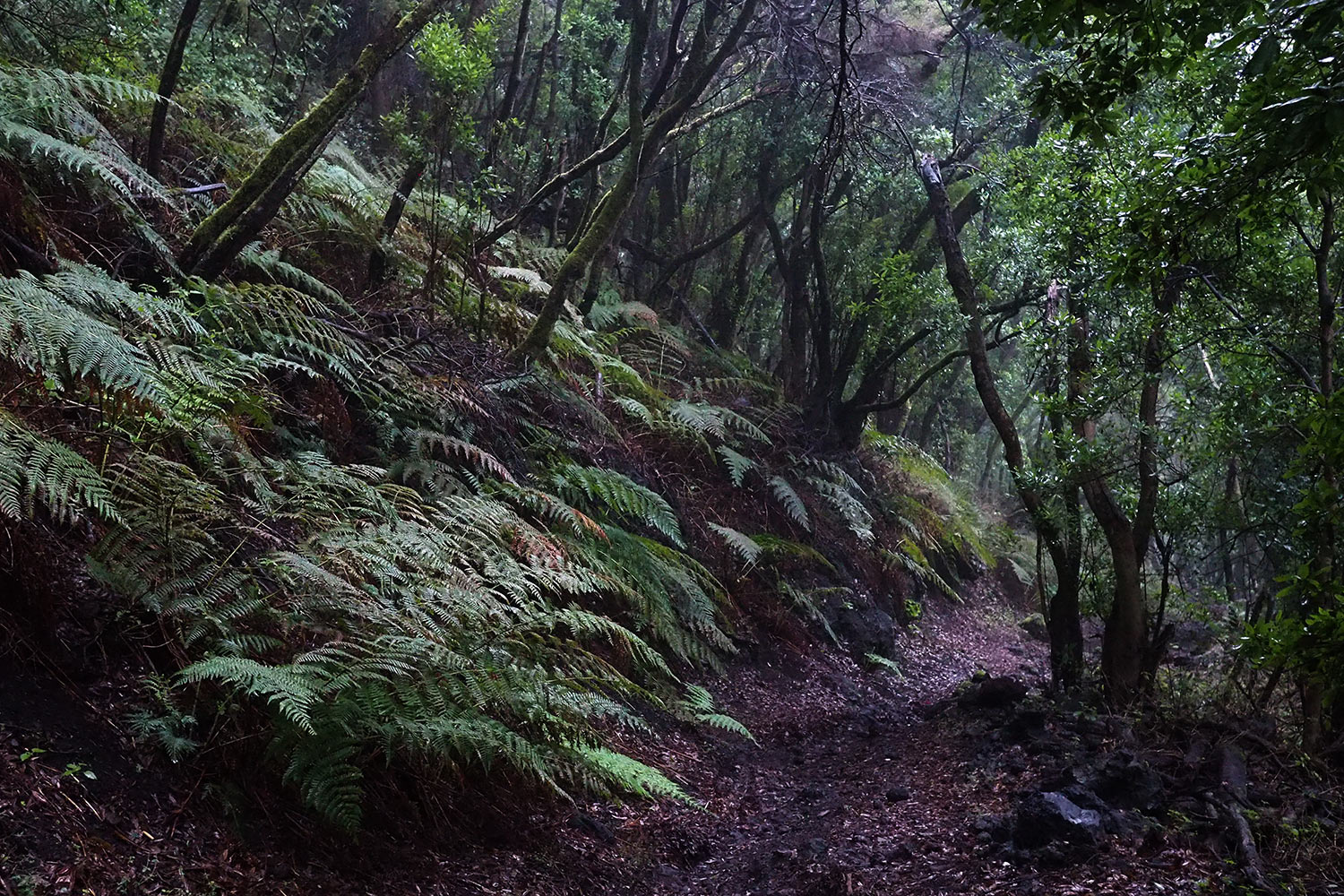 2018-11-kanarische-inseln-E0029650mh-el-hierro-camino-de-san-salvador Camino de San Salvador . Kanarische Inseln 2018 (Foto: Manuela Hahnebach)