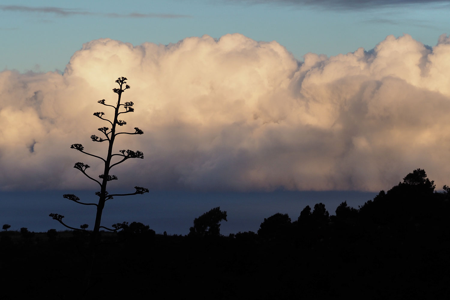 Bei San Andrés . El Hierro . Kanarische Inseln 2018 (Foto: Manuela Hahnebach)