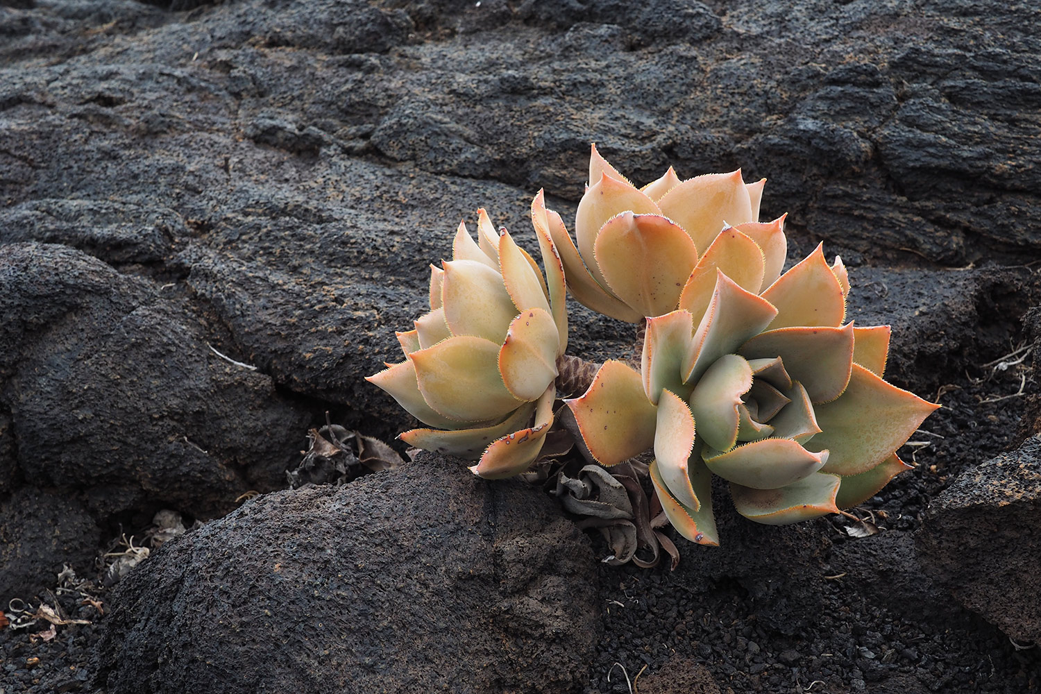 Aeonium zwischen Lava bei La Restinga . El Hierro . Kanarische Inseln 2018 (Foto: Manuela Hahnebach)