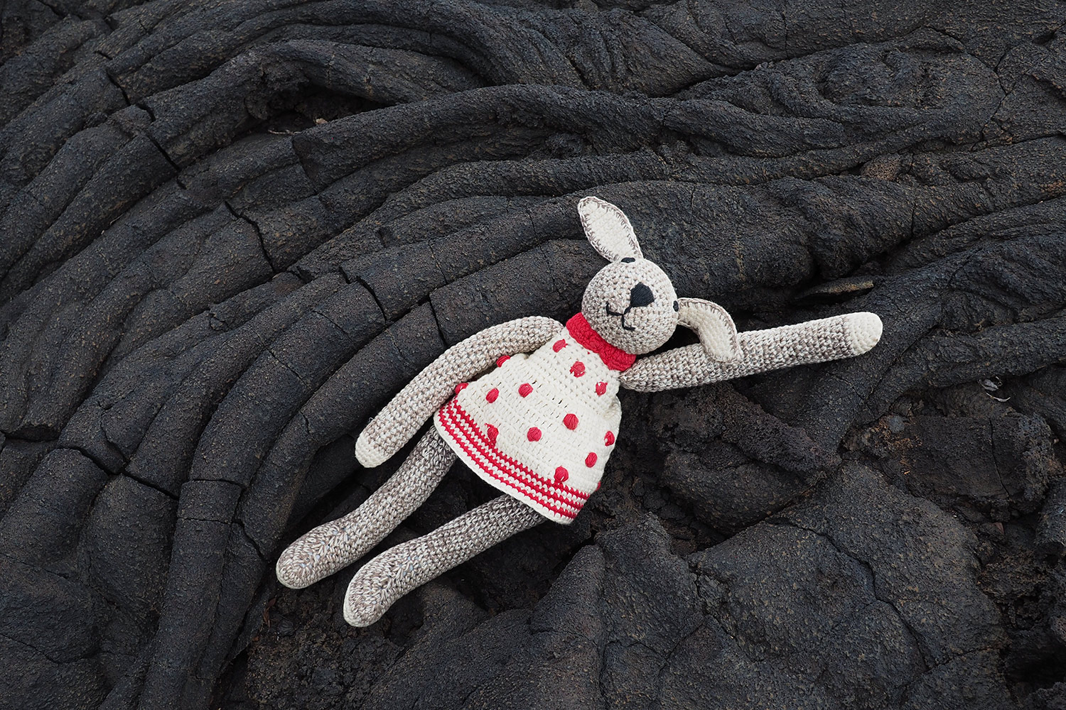 Hasel auf Lava bei La Restinga . El Hierro . Kanarische Inseln 2018 (Foto: Manuela Hahnebach)