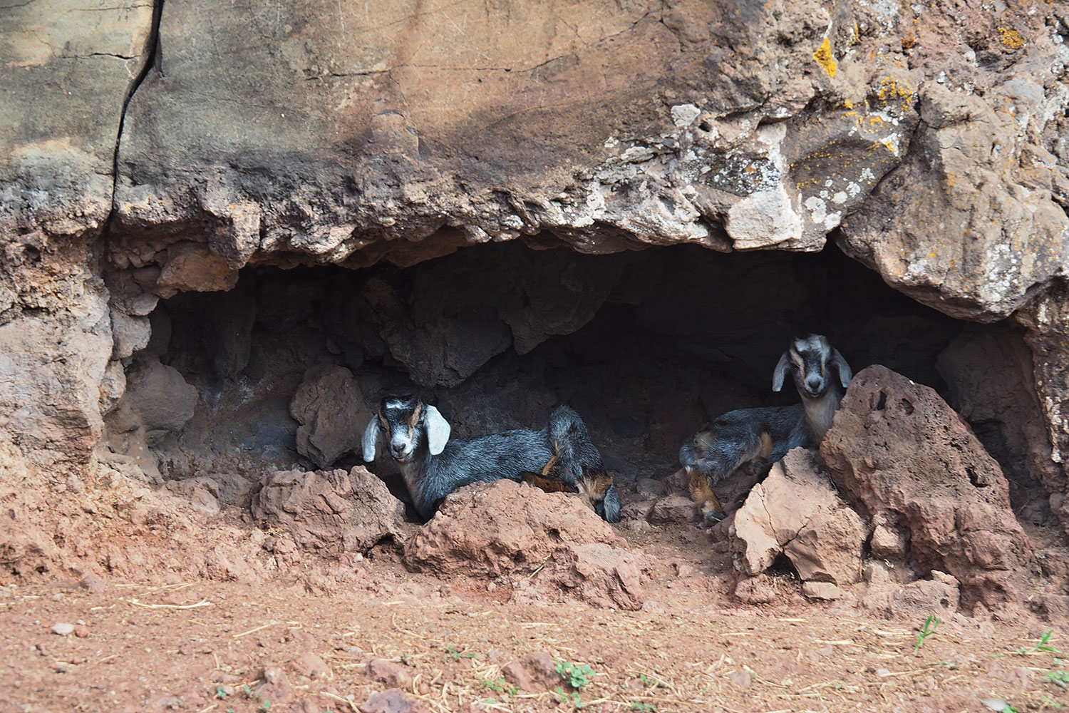 Ziegenhöhle am Camino la Mérica . Valle Gran Rey . La Gomera . Kanarische Inseln 2018 (Foto: Manuela Hahnebach)
