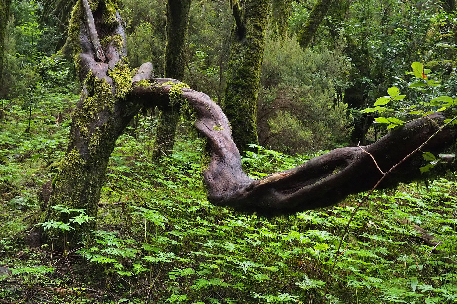 Lorbeerwald bei Laguna Grande . La Gomera . Kanarische Inseln 2018 (Foto: Manuela Hahnebach)