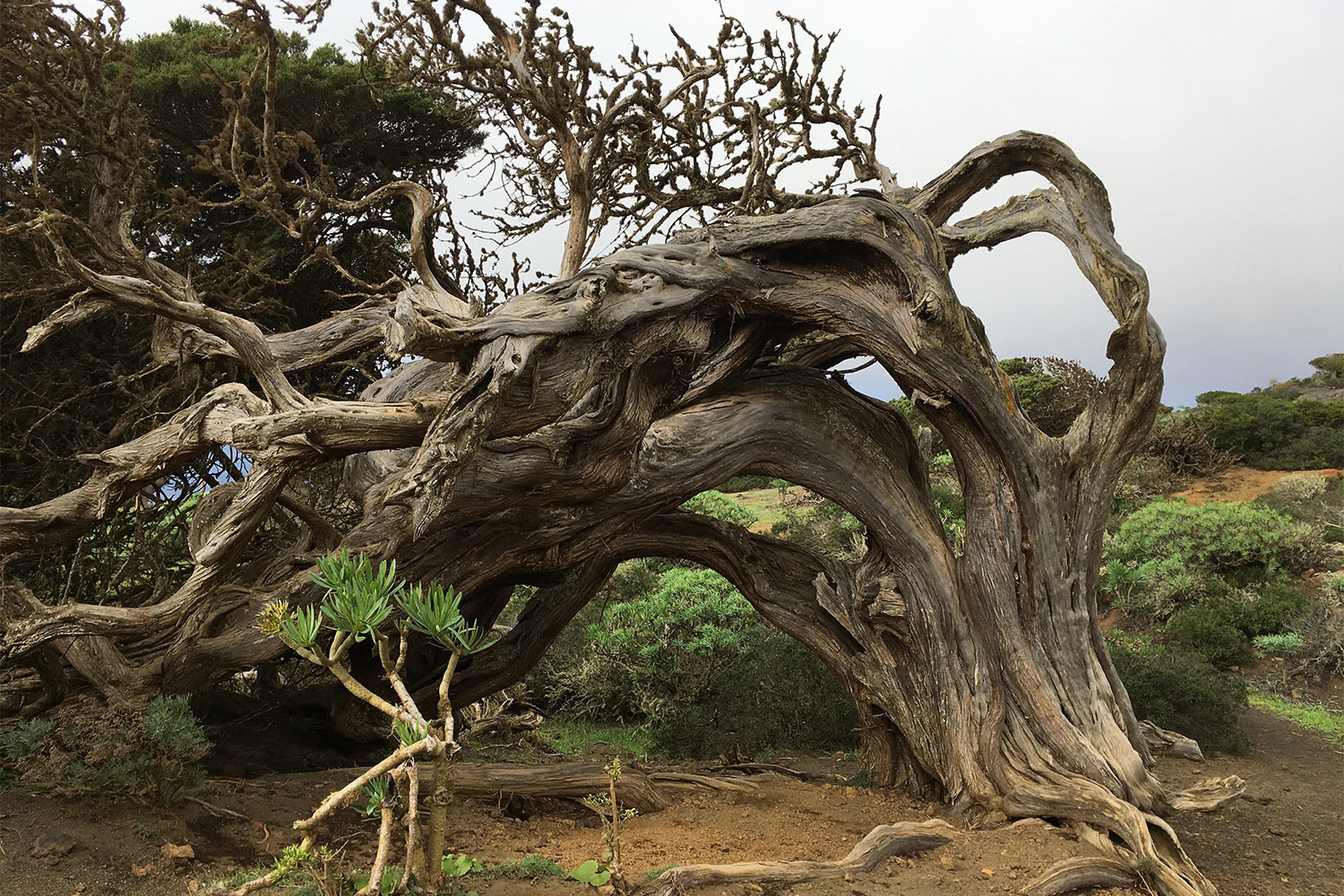 Wacholderbaum im El Sabinar . El Hierro . Kanarische Inseln 2018 (Foto: Manuela Hahnebach)