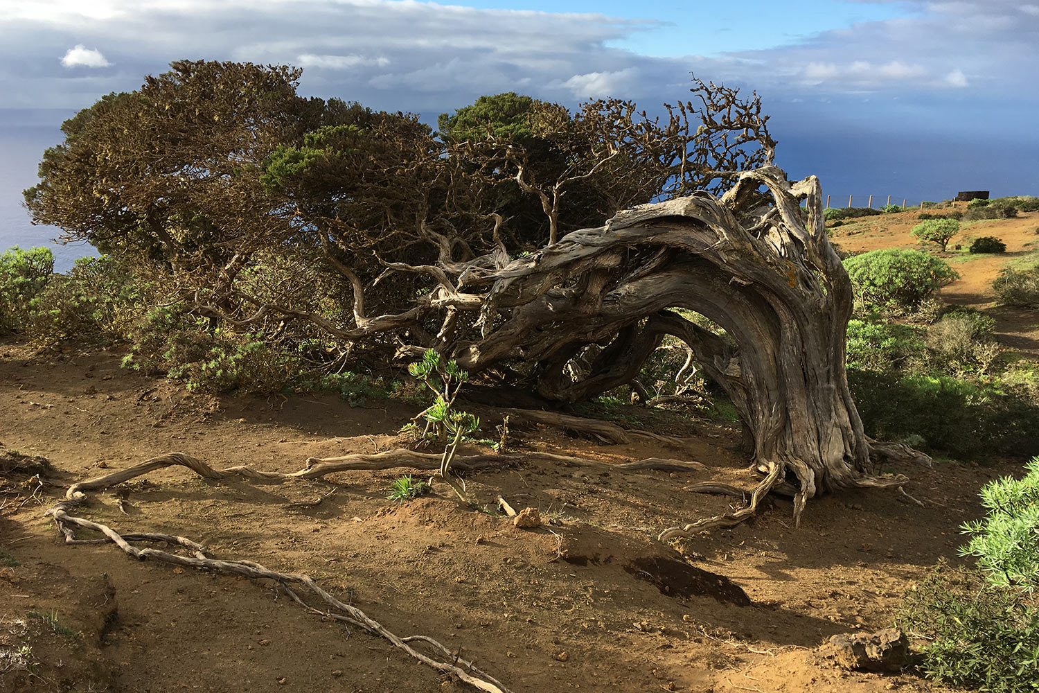 Wacholderbaum im El Sabinar . El Hierro . Kanarische Inseln 2018 (Foto: Manuela Hahnebach)